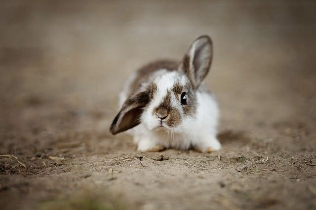 片耳が垂れ耳のミニウサギ